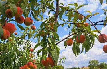 Domki Na Wzgórzu - domek nr 2 - Foto 62