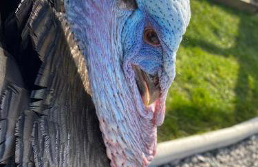 Peacock Barn - Photo 33