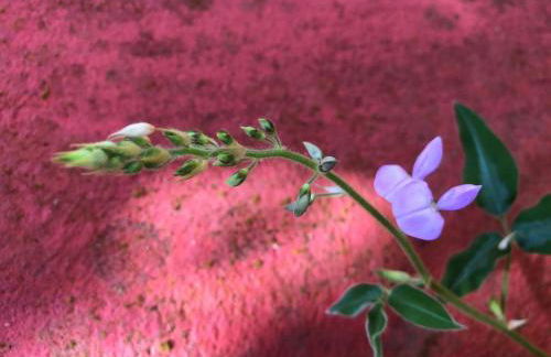 Casa Crudo, PRIVACIDADE NA MATA ATLÂNTICA, piscina, trilhas e descanso - Foto 54
