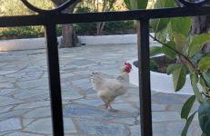 Lily's Guest House - Foto 17