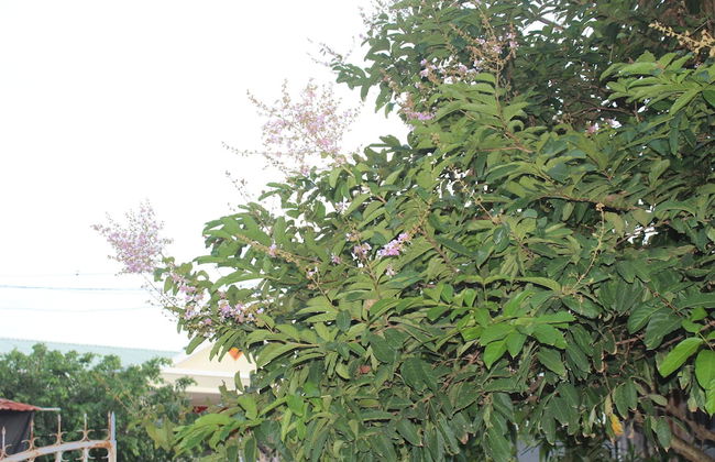 Miana Home - Foto 48