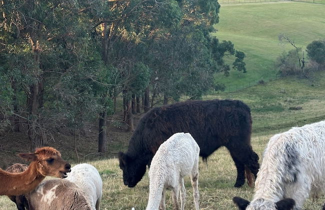 Blueberry Hills on Comleroy - Photo 56