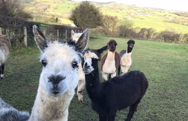 Y Twlc Mochyn - Ecofriendly - Farm Animals - Foto 15