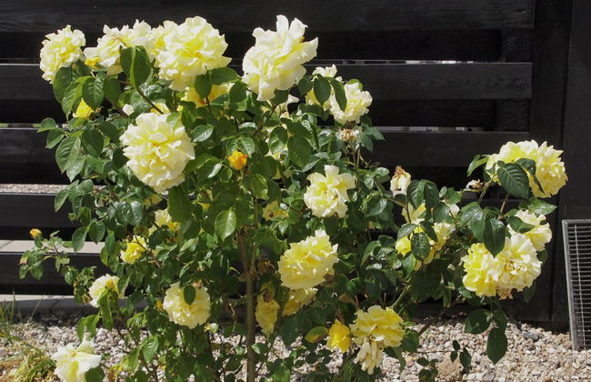 3 bedroom House in Egernsund with terrace - Photo 3