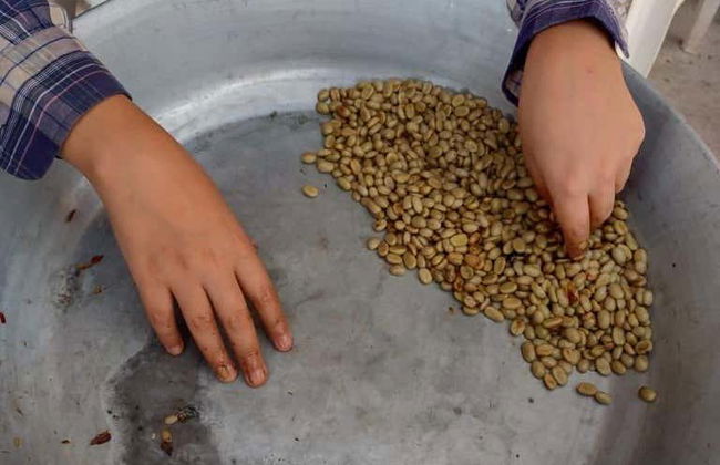 Visita a uma fazenda de café orgânico - Foto 4