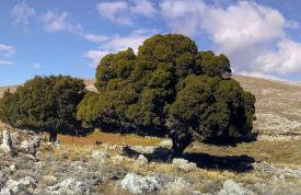 Avgonima Chios Spitakia Cottages - Photo 21