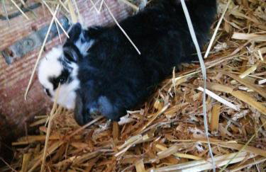 Ferienwohnungen Waldmann - Foto 4