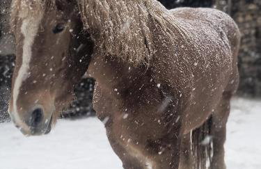 Gospodarstwo agroturystyczne alpaki Pituchówka - Foto 21