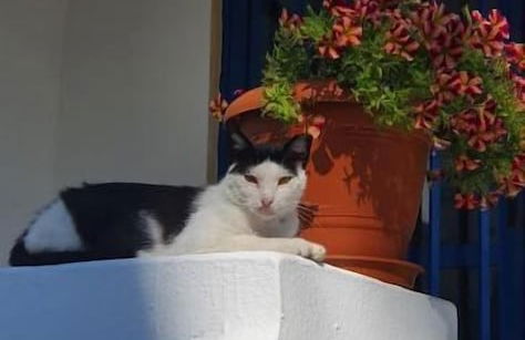 Kaloxenia Apartments - Foto 50