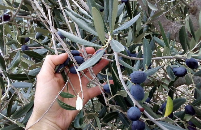 San Lorenzo Agriturismo - Foto 32