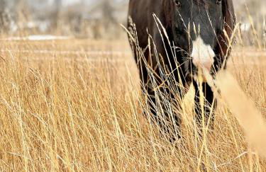 Peaceful Ranch Overlooking Mustangs with Full Kitchen & Fireplace - Foto 21