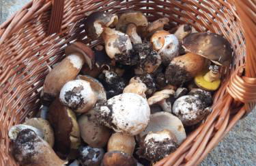 Garden Relax - Foto 12