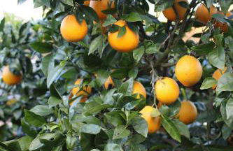 Zambujal Suites - Foto 16