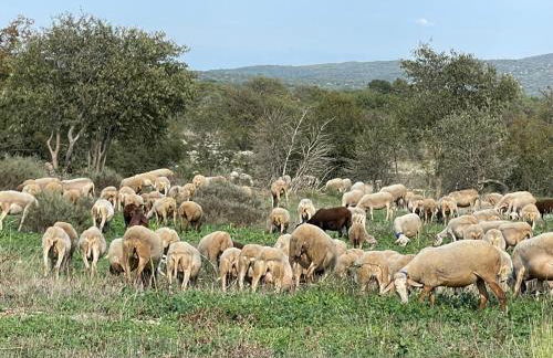 Domaine de Saxe-Roux, 2 Bed Cottage, Sauve - Photo 40