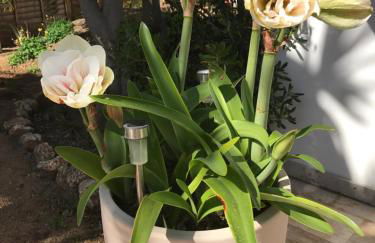 Casa Holandaluzas Marbella near Beach, with salt water Pool and private parking - Foto 38