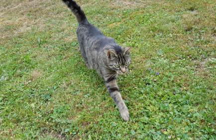 Ferienwohnung Brillant am Nationalpark Hunsrück-Hochwald - Foto 41