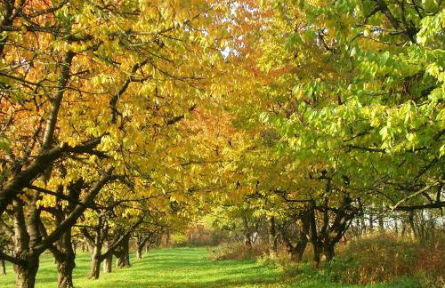 Dom Gościnny pod Zamkiem Wleń - Foto 40