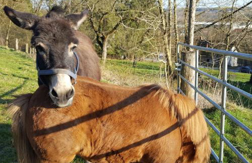 Sunhill Appartments, klimatisiert - Foto 12