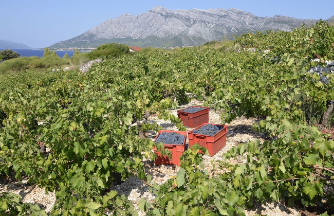 Country Home Dingač - Photo 10