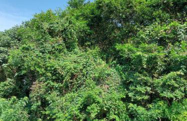 Casa Passarinhos - Foto 2