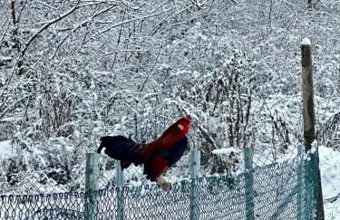 Agriturismo Poggiacolle - Photo 10