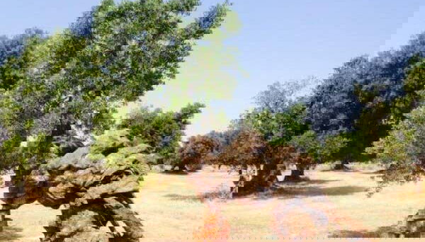 Dégustation d'huile d'olive - Photo 5, Paysage d'arbres à Ostuni