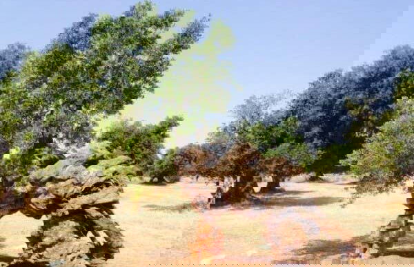 Dégustation d'huile d'olive - Photo 5