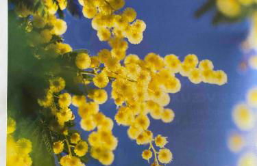 Les jardins de Diana - Foto 20