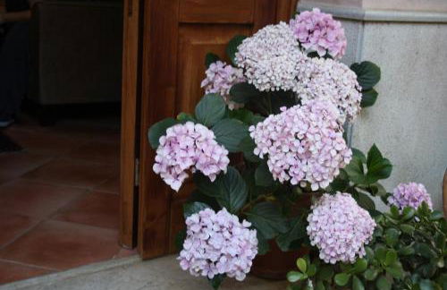 Hotel Edelweiss - Foto 12