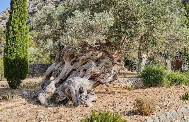 Agritourismo Alquería Blanca - Foto 76