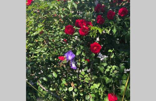 La Maison des Hirondelles Alloggio ad uso turistico - VDA SAINT-PIERRE 0035 - Foto 15