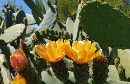 Monte Das Ferrarias - Foto 33