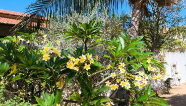 Casa Mari Suites - Foto 5, Garden