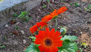 Le peonie - Photo 5, Garden