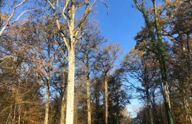 Longère des Bois de Bailly - Saint Fargeau 89 - Bourgogne - 2 nuits minimum - Foto 14