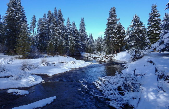 Truckee Pines Retreat Game Room & Forest Views - Foto 27