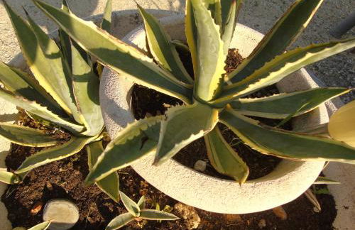 Aux Lauriers d'Adhémar - Foto 40