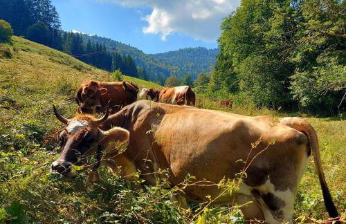 Haus Hees - Urlaub im Gletscherkessel Präg - Foto 32