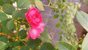 Il Roseto di Anna Home - Foto 2, Garden, Garden view