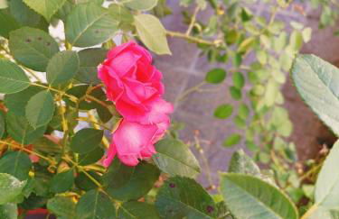 Il Roseto di Anna Home - Foto 2