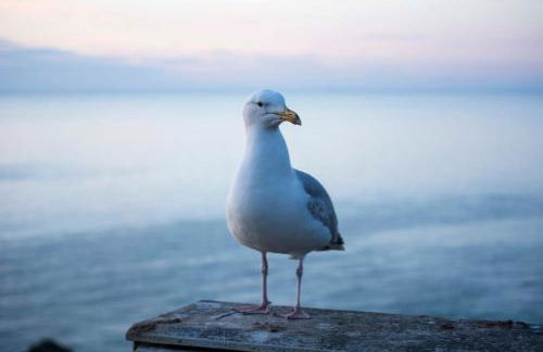 Les charmes Du Bosquet Parc d'Amour et Nature Parking Privé Sécurisé - Foto 40
