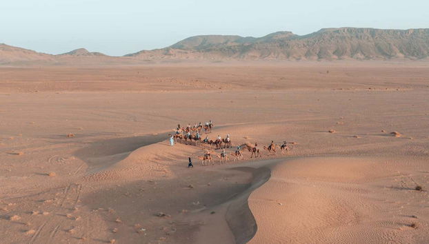 Vista aerea dei cammelli nel deserto