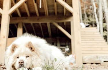 Stunning Pet-Friendly Treehouse for Relaxing Glamping Retreats in North Carolina - Foto 31