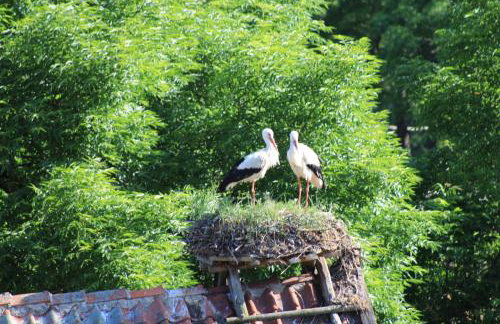Żywkowo Bocianie Gospodarstwo Rolne - Foto 2