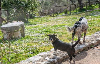 Il giardino dei mandorli Agriturismo - Foto 18
