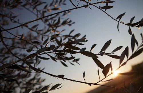 Agriturismo La Mela - Photo 13