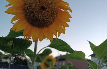 Ferienwohnung Sonnenblick und Relax - Photo 11