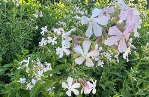 Manor Meeder - Foto 31