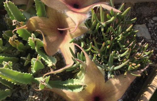 Villa Sueno - Photo 62