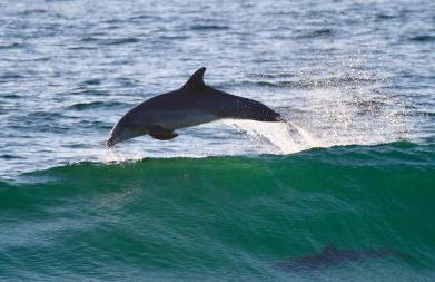 Modern Ocean Front Beach Home- 3 king beds 3 bedroom - Foto 55